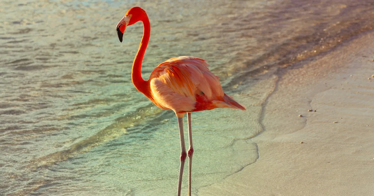 Roze flamingo aan de waterlijn van een wit strand op Aruba
