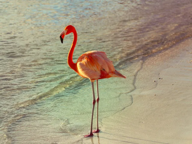 Roze flamingo aan de waterlijn van een wit strand op Aruba