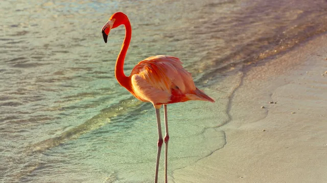 Flamingo op een wit strand met turquoise zee op Aruba