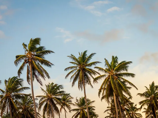Wuivende kokospalmen tegen een blauwe lucht in Punta Cana