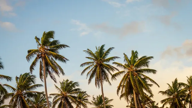 Palmen hangen over het witte zand van Punta Cana, met turquoise zee en een rij ligbedden in de schaduw