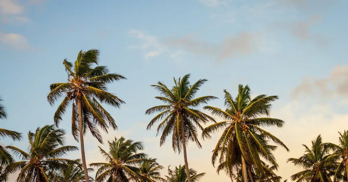 Wuivende kokospalmen tegen een blauwe lucht in Punta Cana