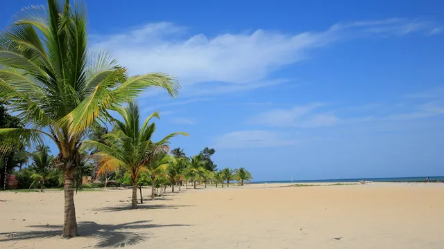 Palmen langs een breed goudgeel strand aan de Gambiaanse kust