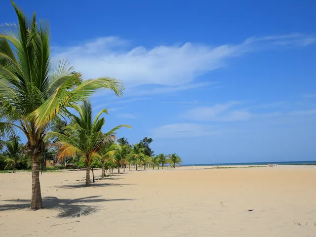Palmen langs een breed zandstrand onder een blauwe lucht in Gambia