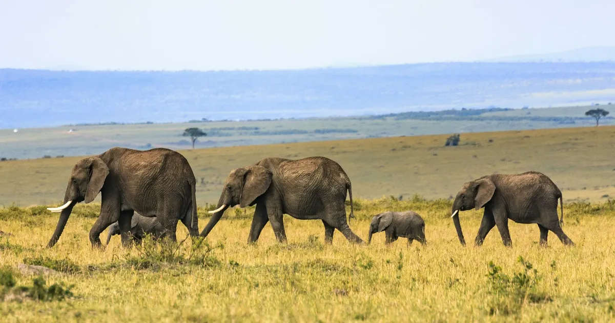 Olifantenfamilie op de savanne van de Masai Mara in Kenia