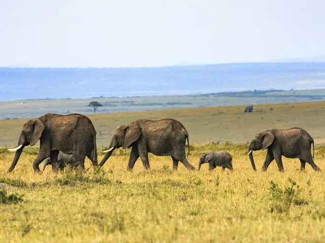 Olifantenfamilie op de savanne van de Masai Mara in Kenia