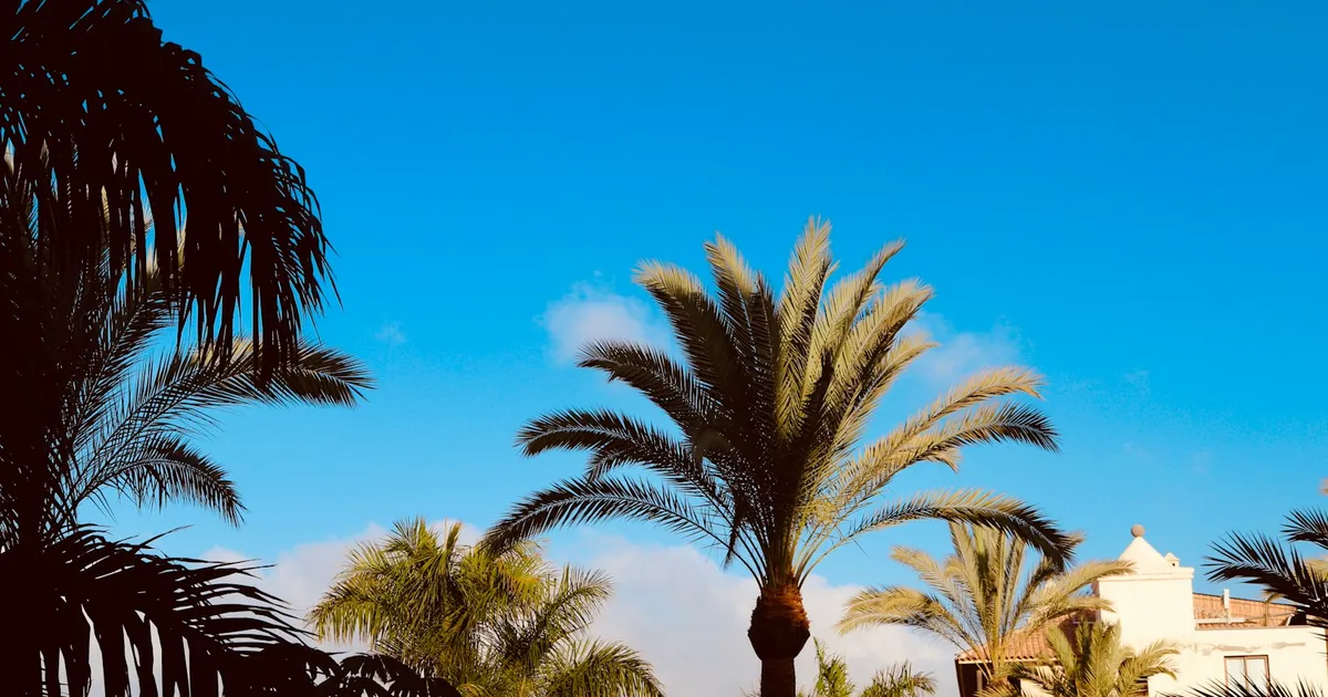 Palmbomen tegen een strakblauwe lucht bij een wit resortgebouw