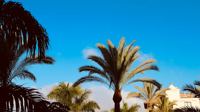 Palmbomen tegen een strakblauwe lucht bij een wit resortgebouw